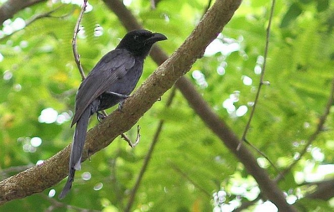 Andaman Drongo - ML377387251