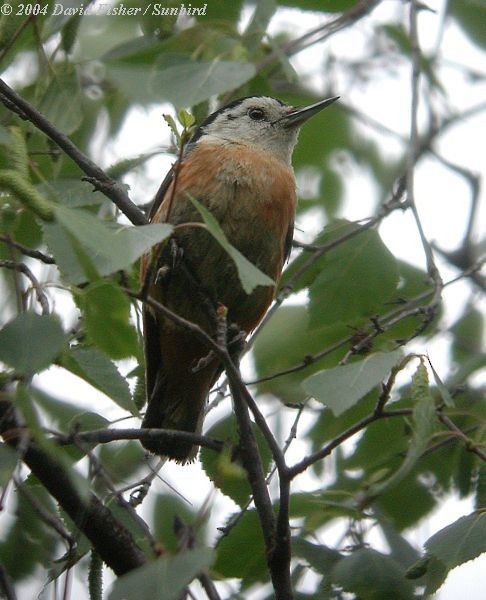 Przevalski's Nuthatch - David Fisher