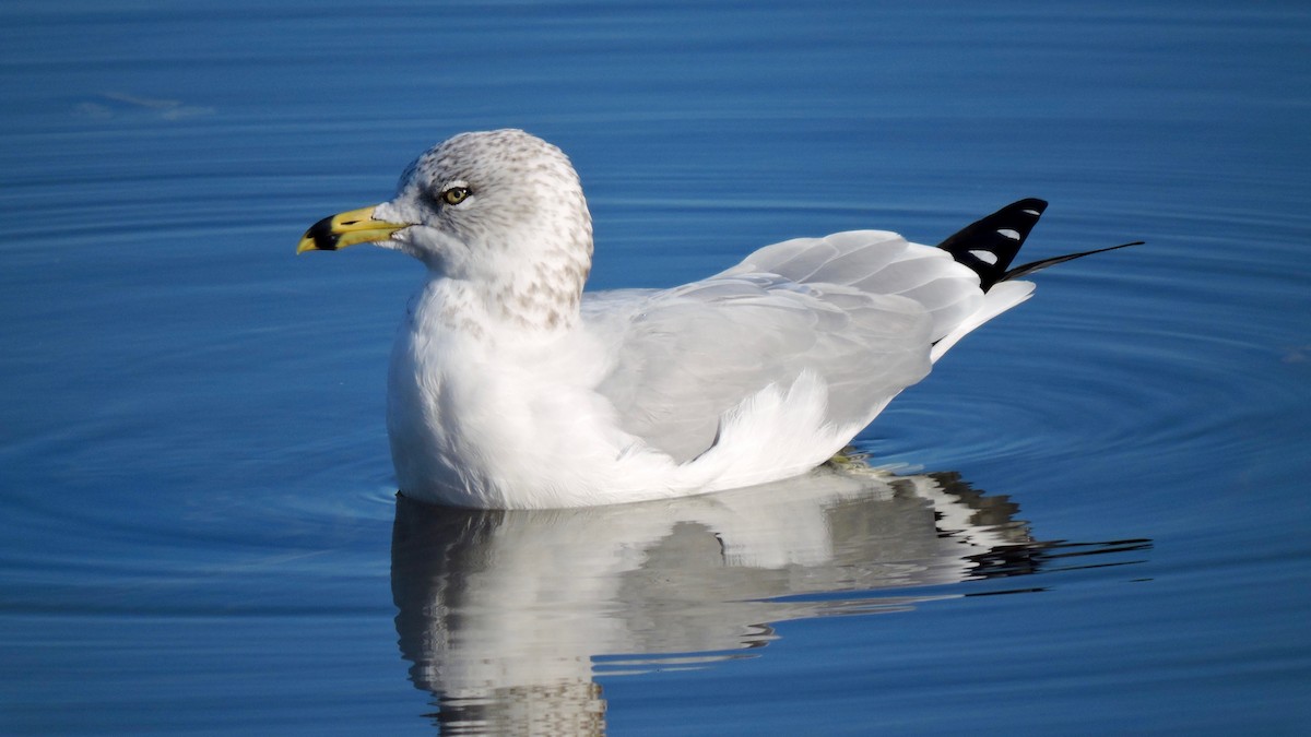 Ring-billed Gull - Keith Eric Costley