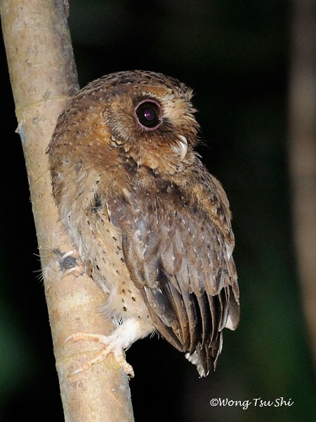 Reddish Scops-Owl - Tsu Shi Wong