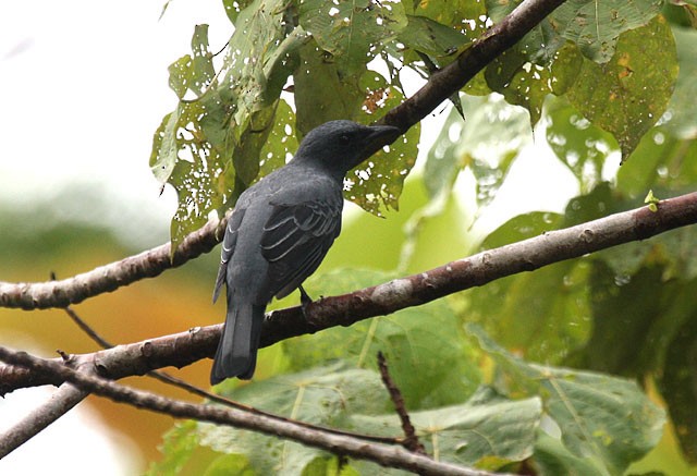 Common Cicadabird (Moluccan) - ML377392071