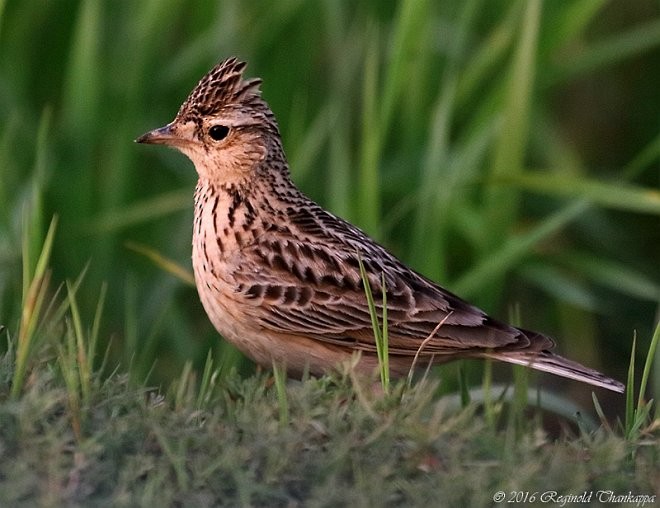 Дорнын болжмор - ML377392531