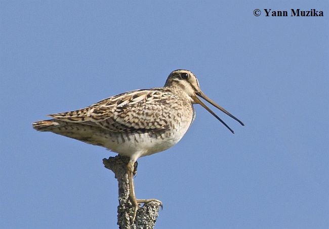 Latham's Snipe - ML377393411