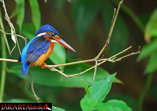 Blue-eared Kingfisher - ML377393551