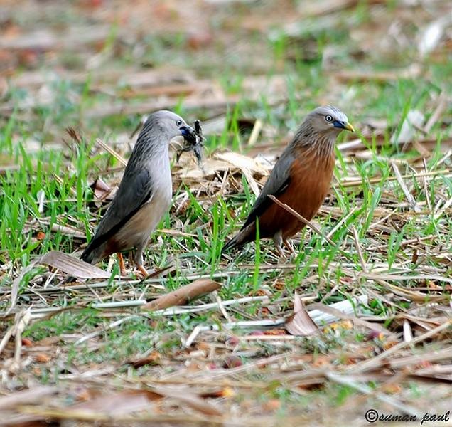 Chestnut-tailed Starling - ML377393761