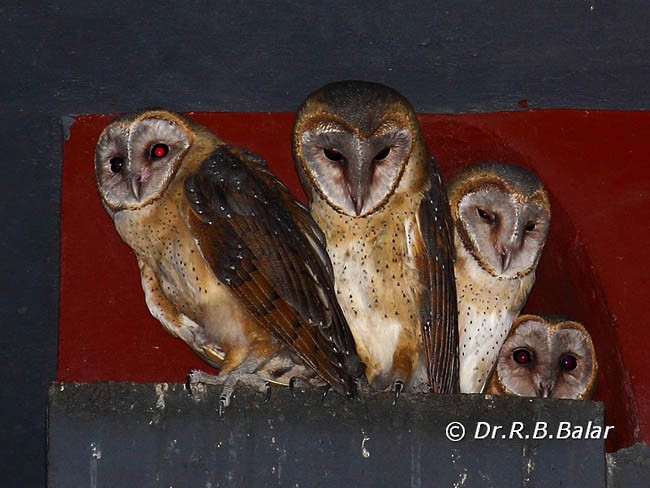 Barn Owl (Eastern) - Dr. Raghavji Balar