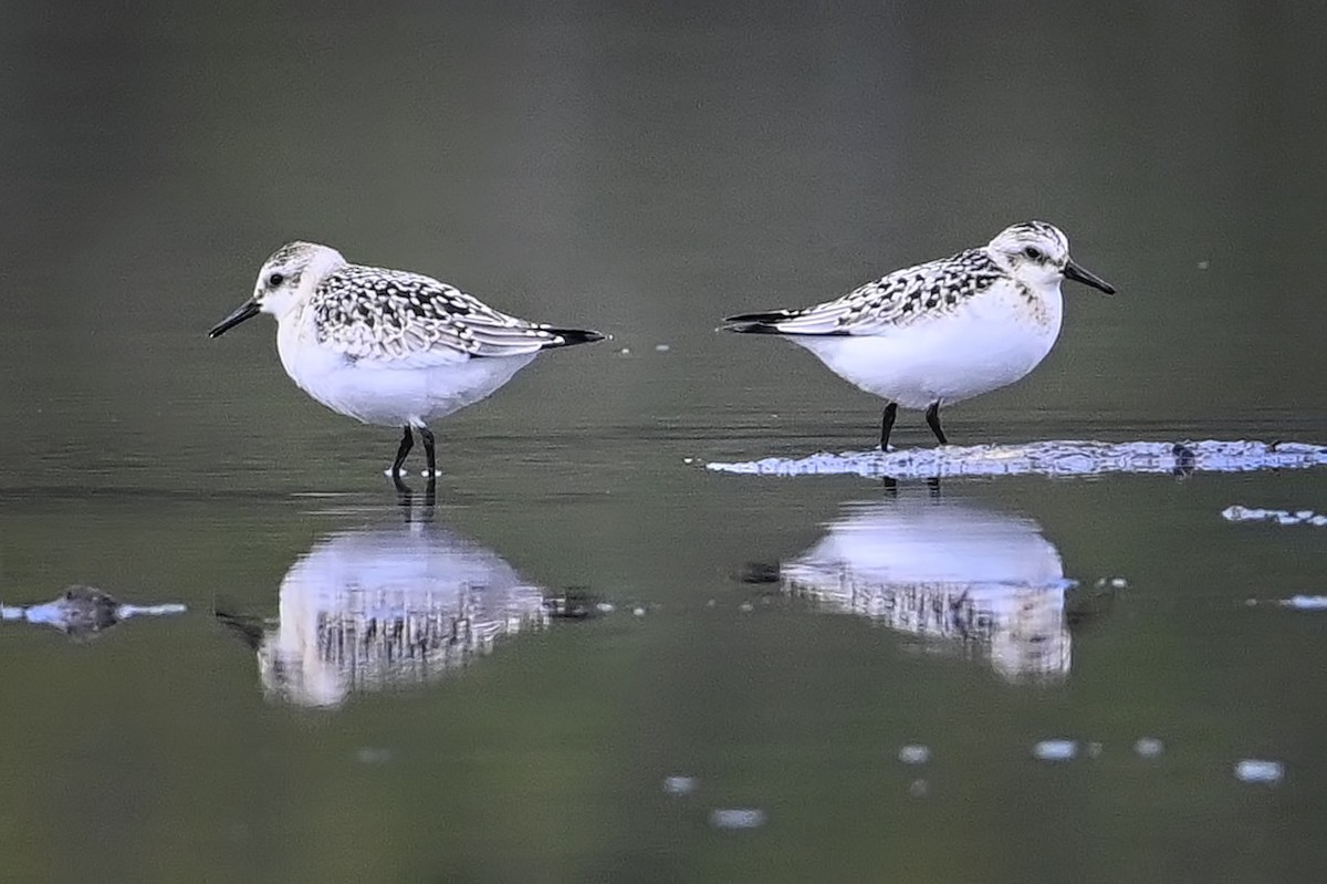 Sanderling - Roger Beardmore