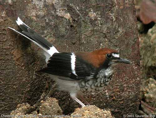 Chestnut-naped Forktail - ML377395521