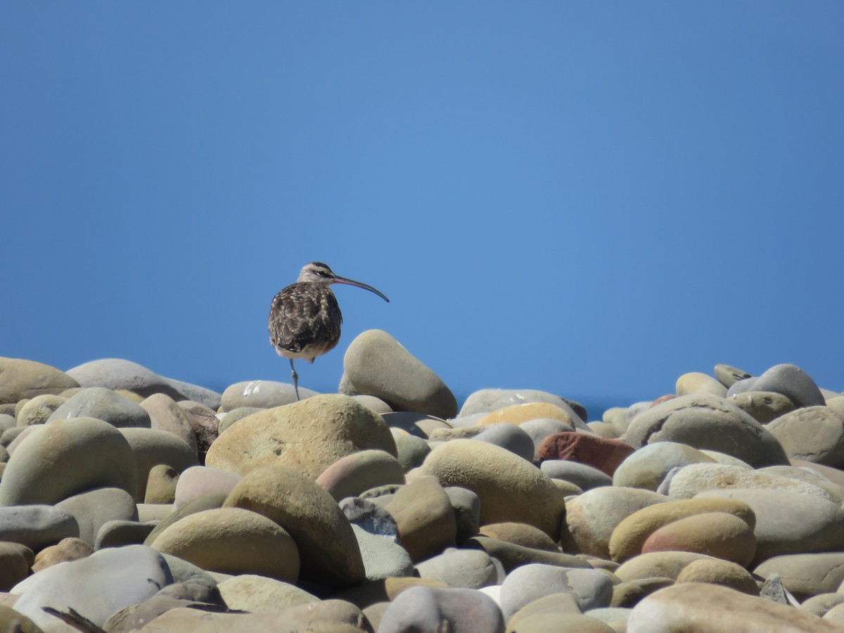 Whimbrel (Hudsonian) - ML37739611