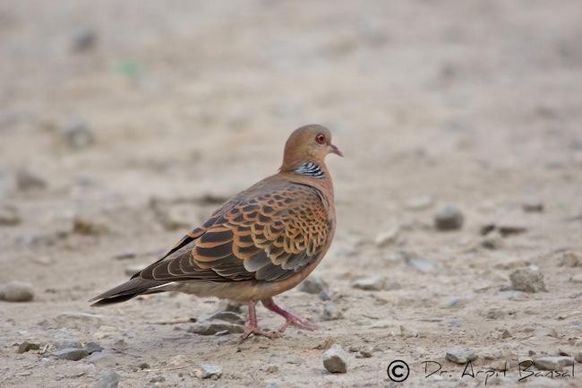 Oriental Turtle-Dove - ML377396181