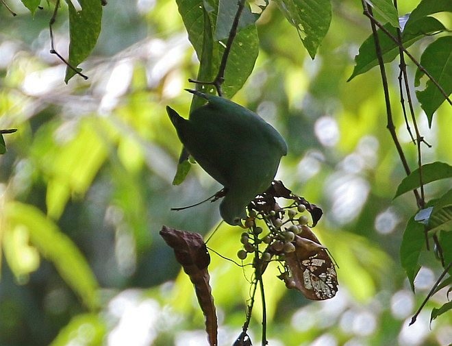Black-chinned Fruit-Dove - ML377396731