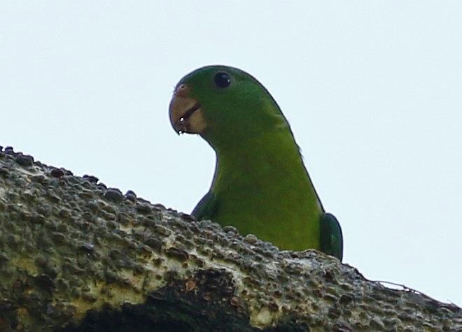 Blue-crowned Racquet-tail (Blue-capped) - ML377396741