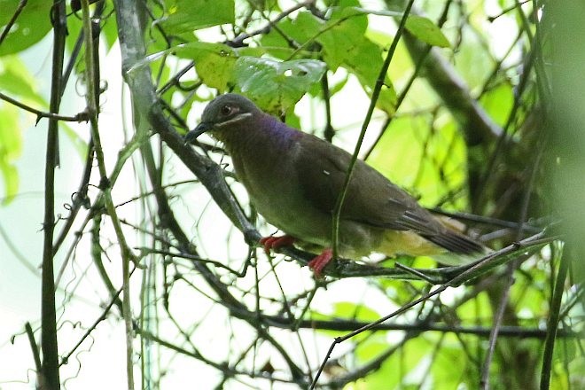 Аметистовая горлица (amethystinus/imeldae) - ML377396861