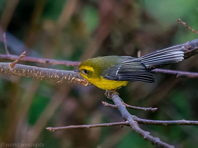 Yellow-bellied Fairy-Fantail - ML377397261