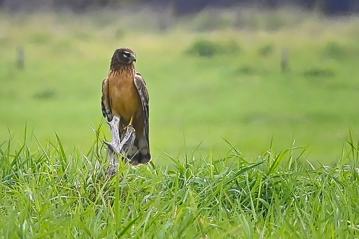 Northern Harrier - Roger Beardmore