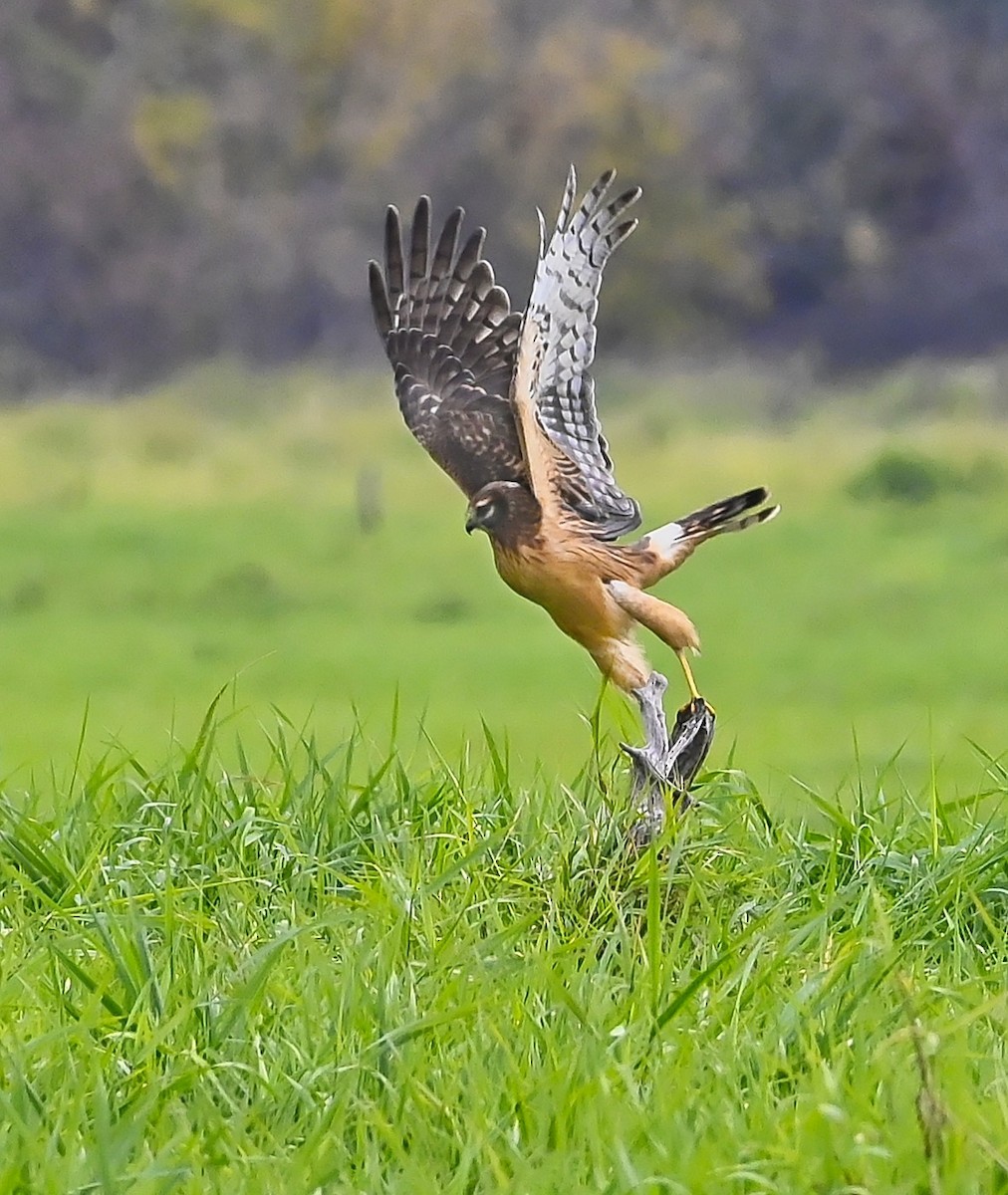 Northern Harrier - Roger Beardmore