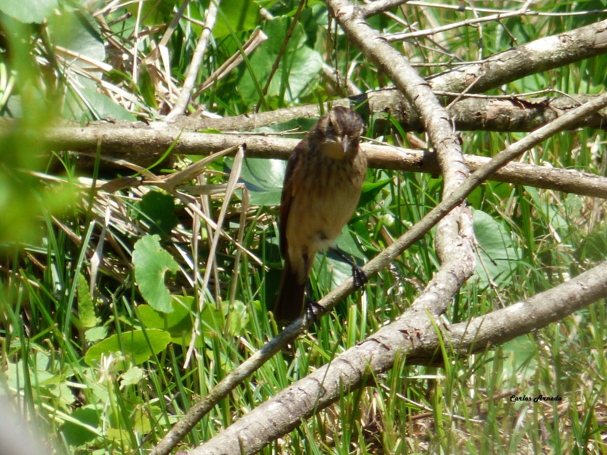 Spectacled Tyrant - ML37739791