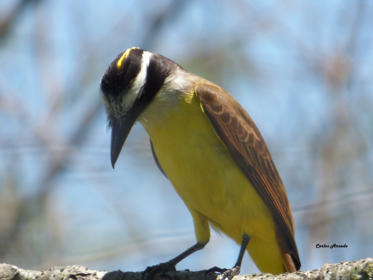 Great Kiskadee - Carlos Arnedo