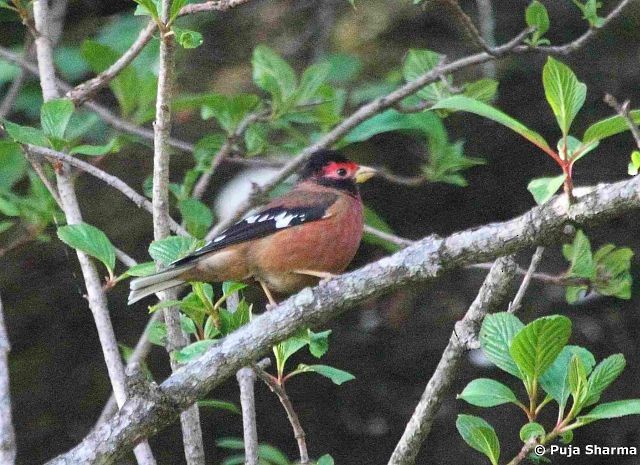 アカマユマシコ - ML377398291