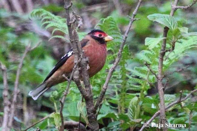 Spectacled Finch - ML377398301