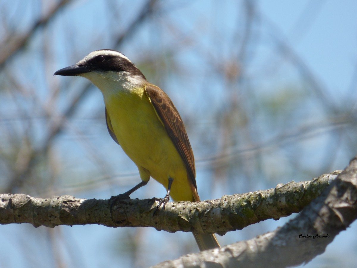 Great Kiskadee - Carlos Arnedo