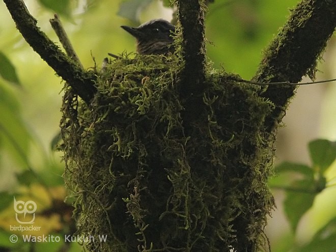 drozdovec jávský - ML377398561