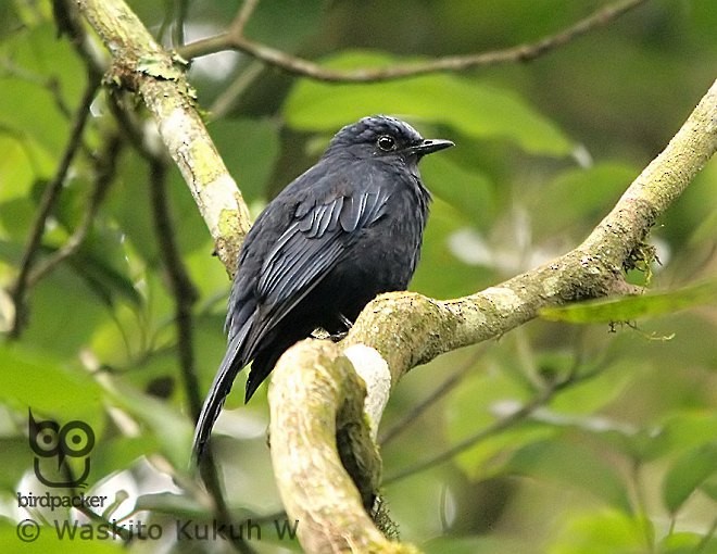 drozdovec jávský - ML377398651