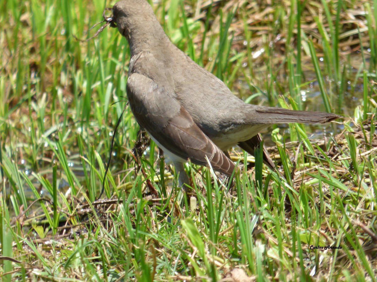 Creamy-bellied Thrush - ML37739871