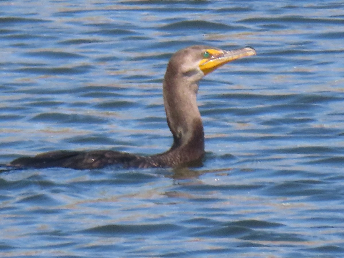 Double-crested Cormorant - ML377399381