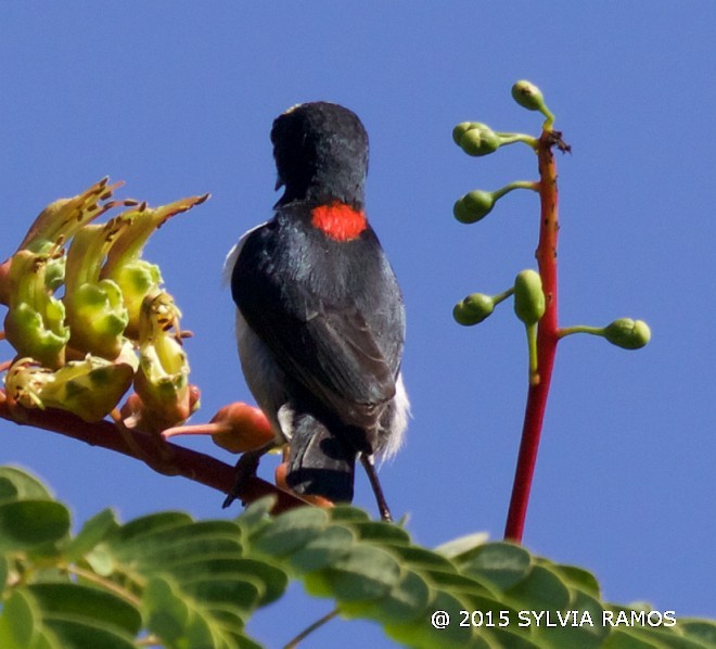 Scarlet-collared Flowerpecker - ML377399711