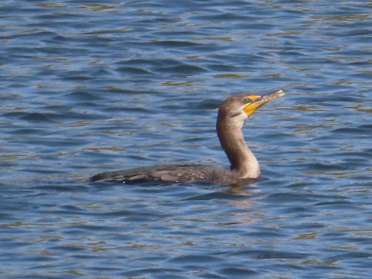 Double-crested Cormorant - ML377399921