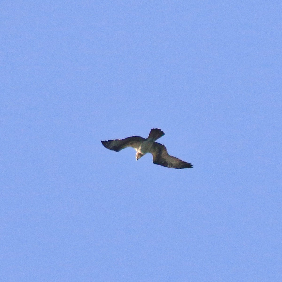 Osprey - poshien chien