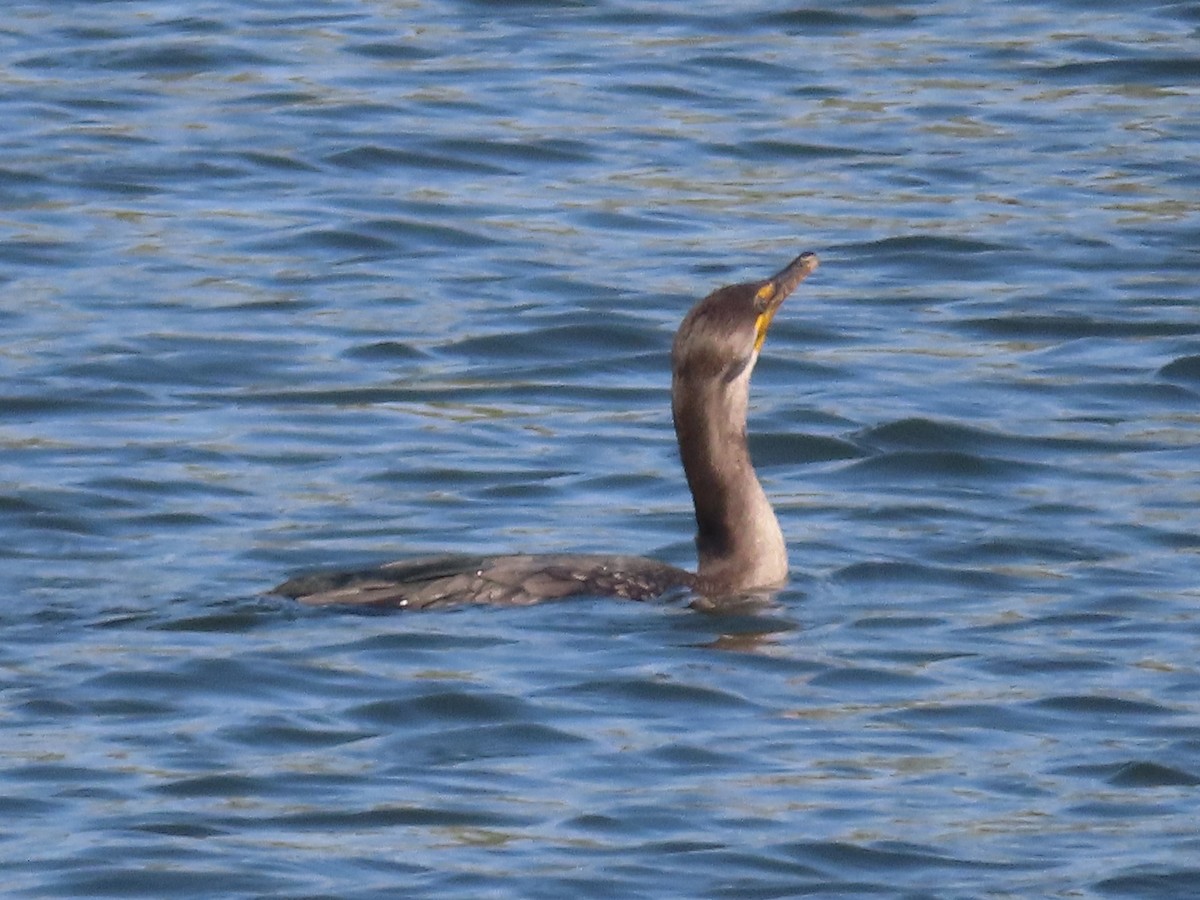 Double-crested Cormorant - ML377400161