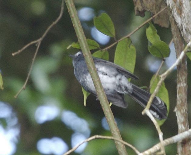 White-bellied Fantail - ML377400241