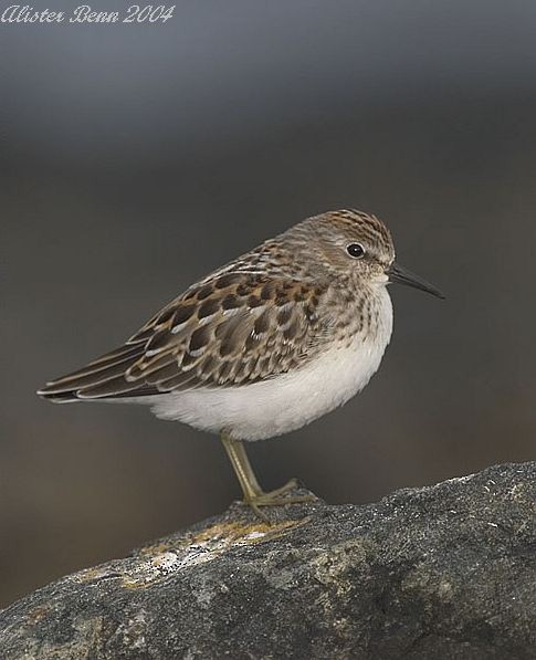 Least Sandpiper - Alister Benn