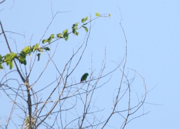 Wallace's Hanging-Parrot - ML377400801