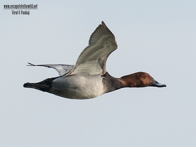 Common Pochard - ML377400841