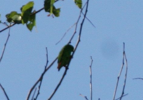 Wallace's Hanging-Parrot - ML377400851