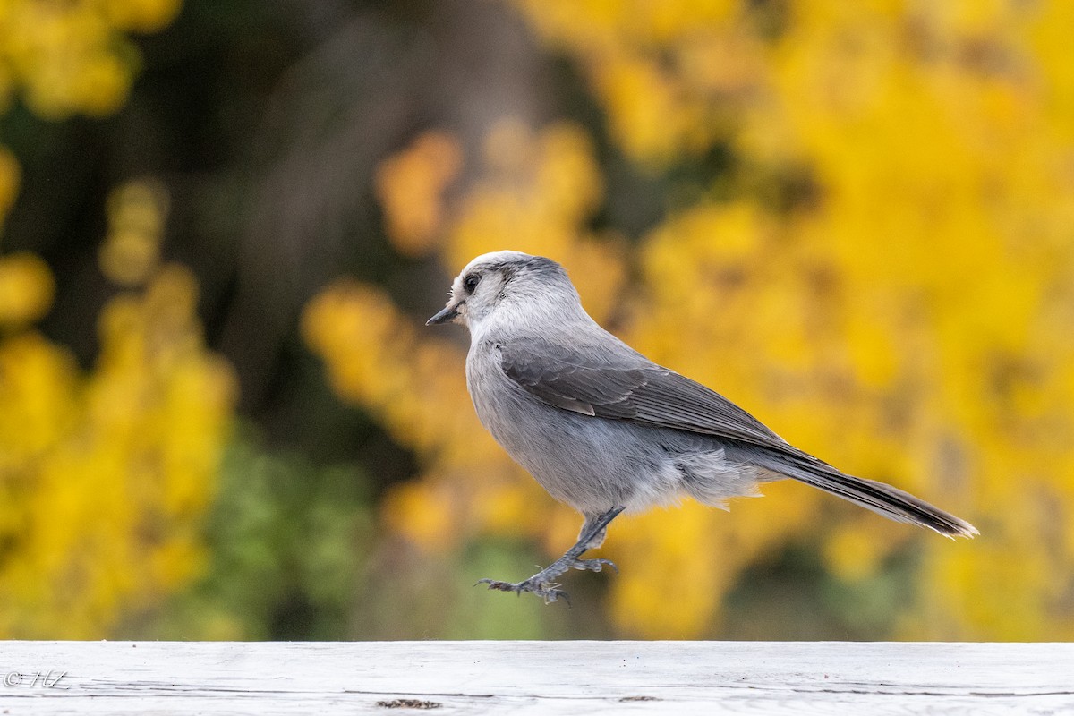 Canada Jay - ML377400911