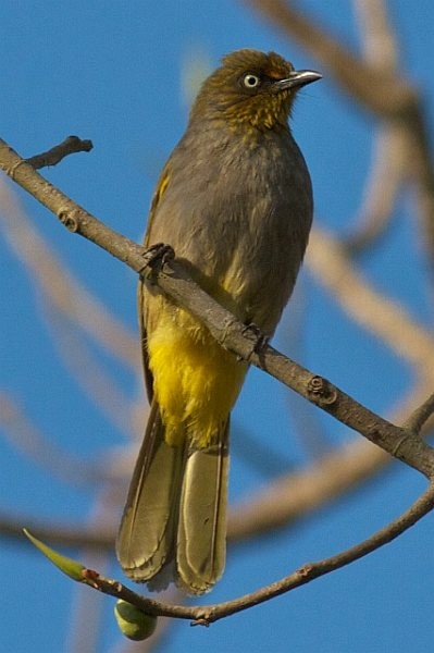 Pale-eyed Bulbul - ML377401231