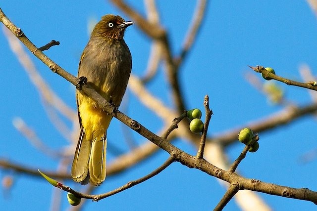 Pale-eyed Bulbul - ML377401301