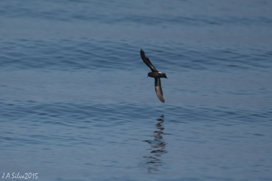 European Storm-Petrel - ML37740131