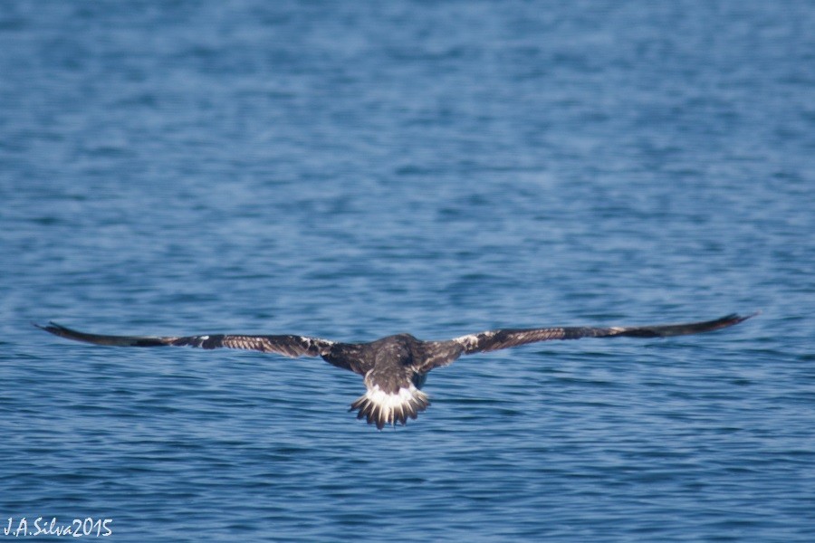Northern Gannet - ML37740151