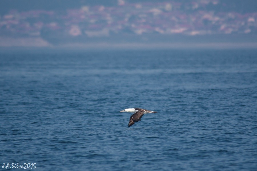 Northern Gannet - ML37740161