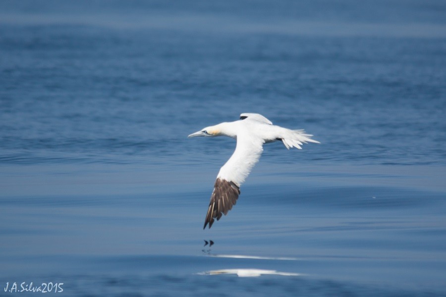 Northern Gannet - ML37740171
