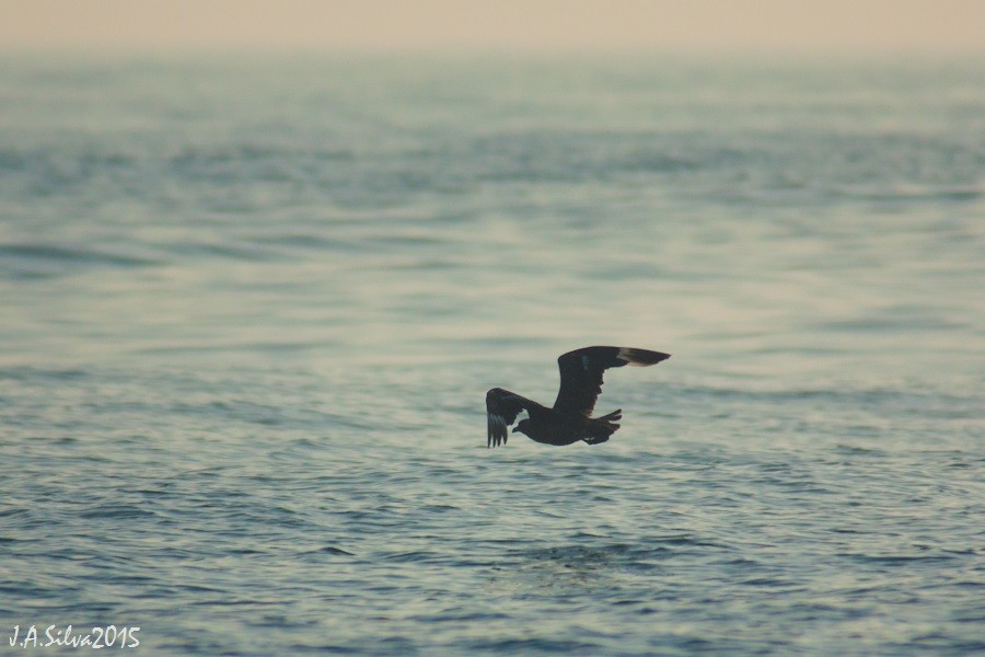 Great Skua - ML37740191