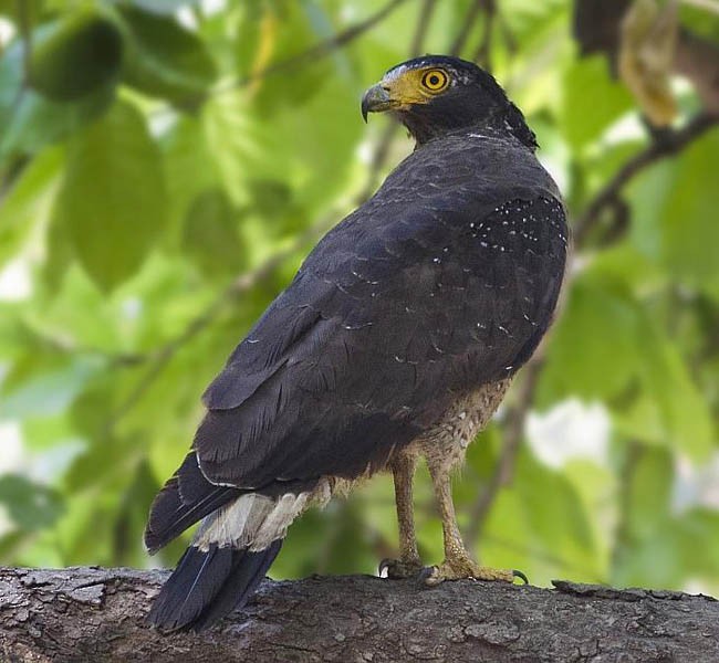 Crested Serpent-Eagle (Crested) - Anil Goyal