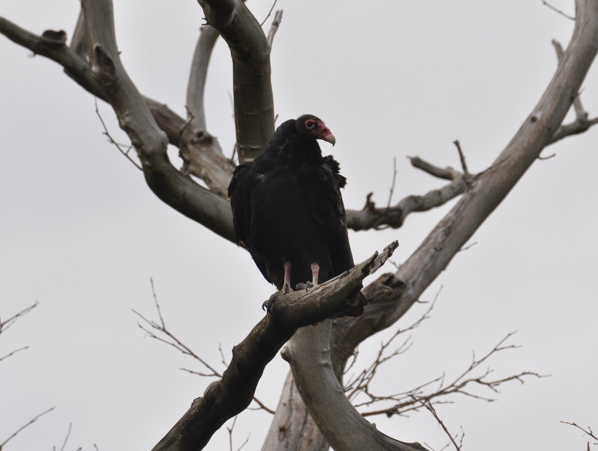 Turkey Vulture - ML377402761