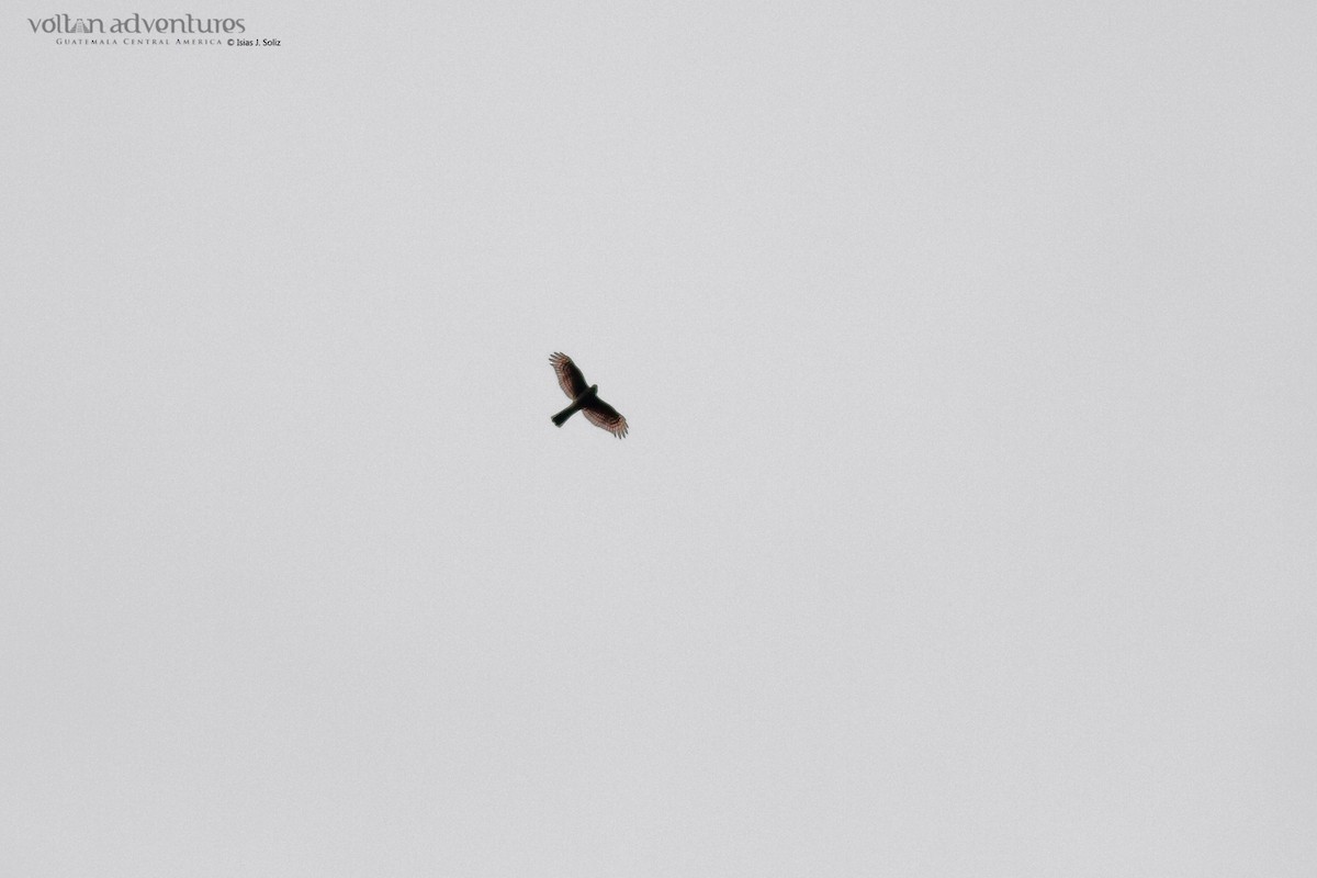 Sharp-shinned Hawk - ML377402841