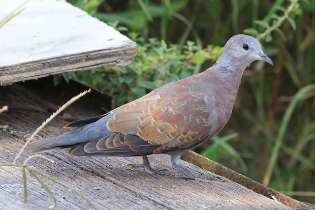 Red Collared-Dove - ML377404581